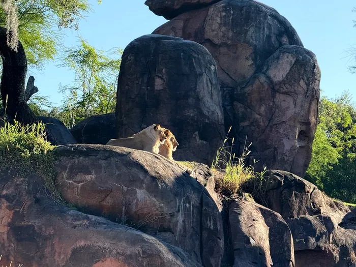 Two lions laying on a rock in the sun.